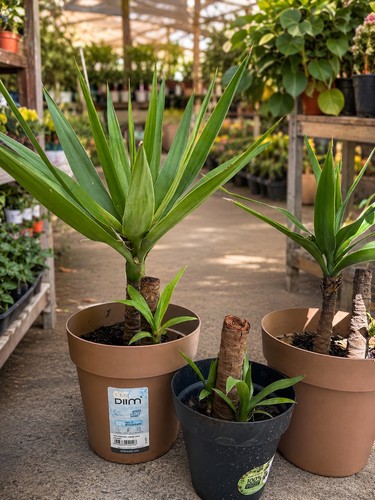 Yucca media 60cm pianta - yucca,