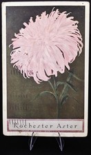 1916 Rochester Aster NY