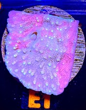 Sun Fire Grafted Montipora