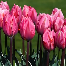 6  bulbi di TULIPANI PRETTY