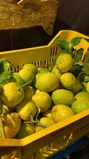 Limoni del Gargano Prodotto