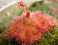 Drosera sessilifolia pianta - sessilifolia,