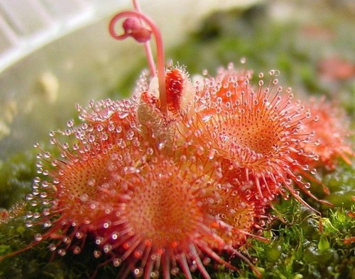 Drosera sessilifolia pianta - -,
