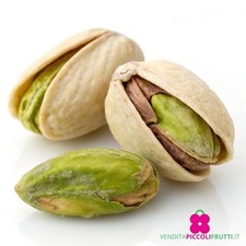 Pianta di PISTACCHIO 'Pistacia