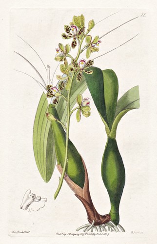 Epidendrum variegetum brasil - epidendrum,