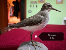 Trofeo Di Caccia Piro Piro