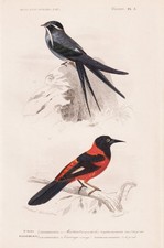 Cypselus mystaceus Xanthornus aurantius uccellino incisione incisione acciaio Orbigny 1861