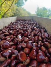 Castagne Di Vallerano DOP 5 KG