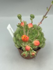 Echeveria ramilette green - echeveria,