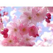 Cialda In Ostia Fiori Rosa