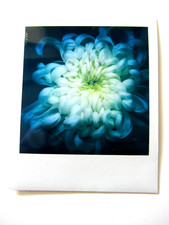 z) N. ARAKI: POLAROID