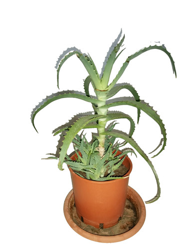 Aloe arborescens pianta 3 - pianta,