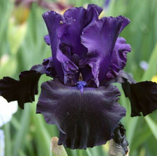 n.1 pianta di Iris Germ. var