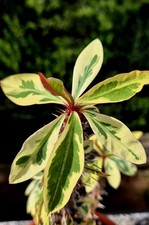 Euphorbia Milii Variegata