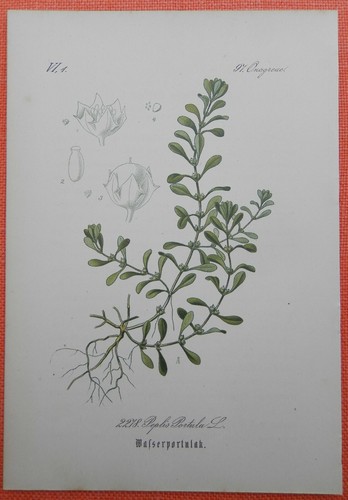 Portulaco acquatico quendel