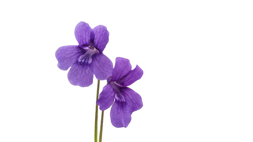 Pinguicula grandiflora