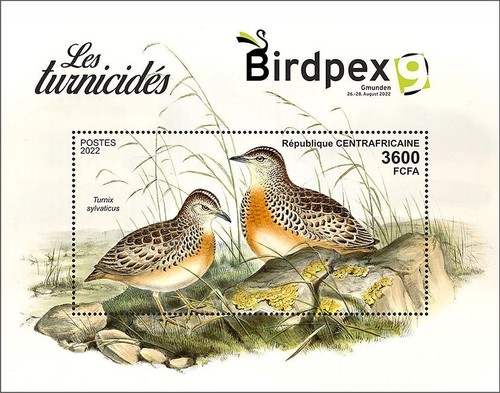 Birdpex buttonquails quails - birdpex,