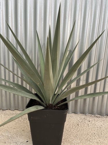 Yucca madrensis 24cm ø - madrensis, 11l