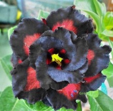 2 Semi Nero Doppio Adenium