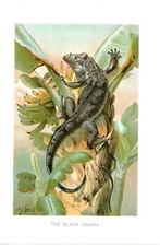 Stampa Antica 1905 = IGUANA =