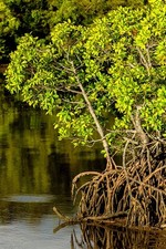 614945 Mangroves Growing In