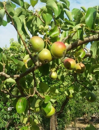 Pianta pero varietà pera - di,