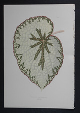1861 Orig.Color Print: LOWE.Botanical Leaved Plant"Begonia Narshalli"T.XVIII.