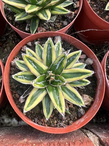 Rara pianta succulenta - pianta,