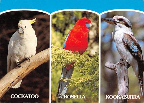 B98569 cockatoo rosella