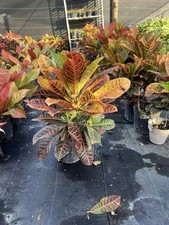 Vaso per piante di Petra