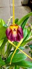 Masdevallia Species lala 'Inka Gold' NEW pianta fiorita orchidee Dracula