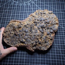 Dino ammonite fossile minerale