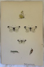 Farfalle litografia - farfalle,