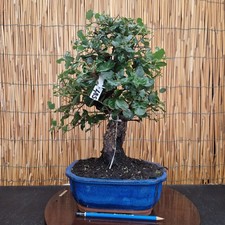 Bonsai di Quercia da Sughero h 41cm Visita il mio negozio!