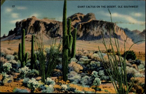 Gigante cactus deserto - cactus, ole