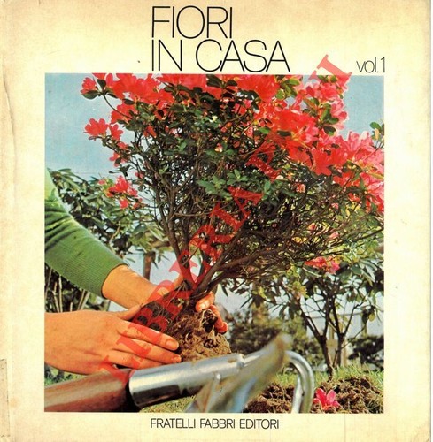 Magrini gigliola fiori in - gigliola,