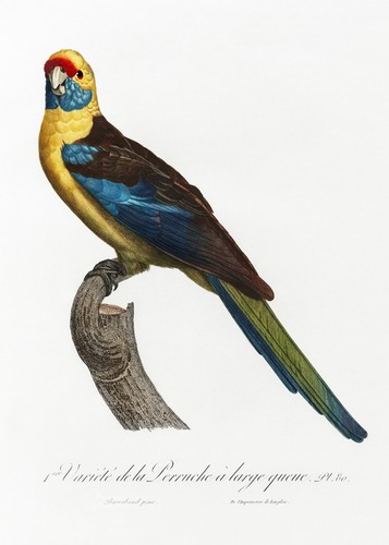 Piatto crimson rosella - 80,