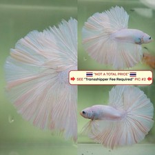 Live Betta Fish (Thailandia)