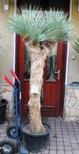Yucca rostrata, tronco 210 cm