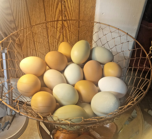 Uova pollo fertilizzate - 18,