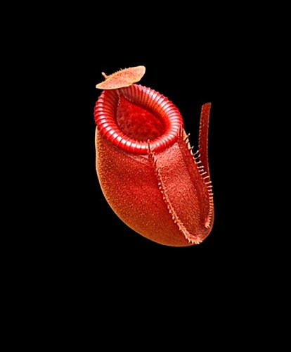 Nepenthes viking ampullaria - nepenthes, x