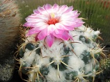Coryphantha elephantidens