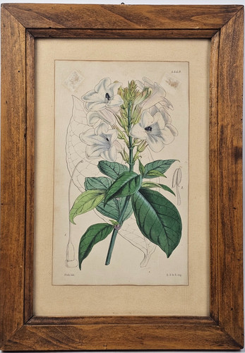 Antica stampa botanica walter - stampa,
