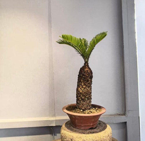 Cycas revoluta thunb giappone - thunb,