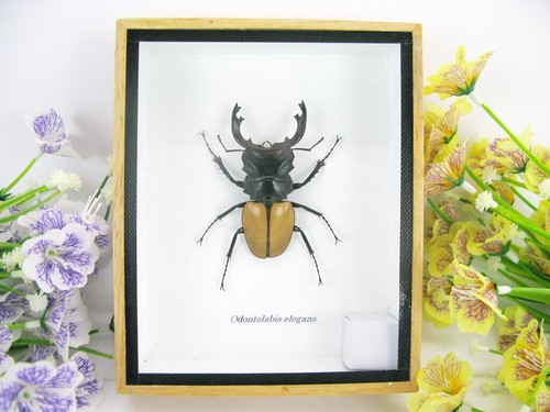 Odontolabis elegans vero - odontolabis,