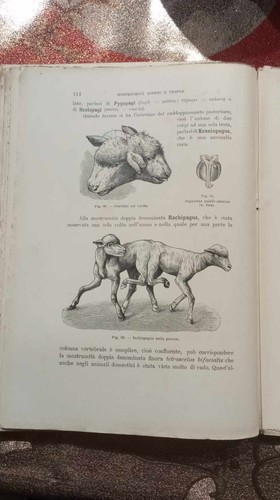 Libro raro veterinaria - libro,