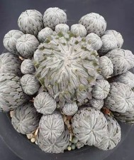 Pelecyphora aselliformis