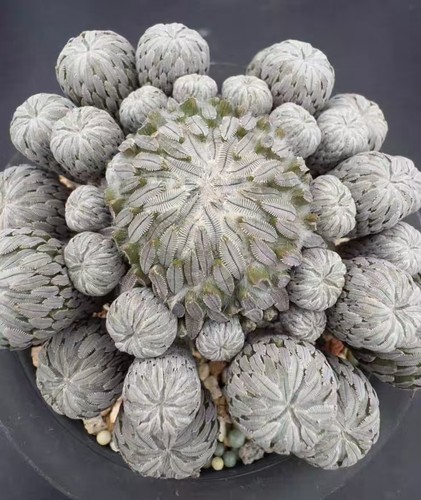 Pelecyphora aselliformis