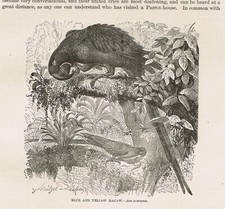 BLUE and YELLOW MACAW, Ara