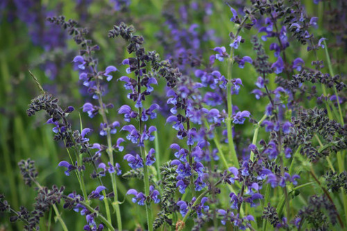 250 semi salvia prato - semi, da